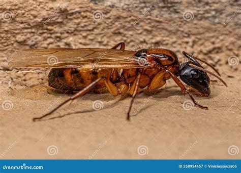Adult Female Carpenter Queen Ant Stock Image - Image of legs, sugar ...