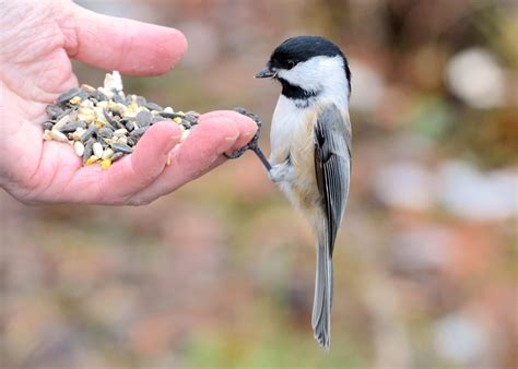 What Birds Eat Rice: Safe Seeds For Your Backyard