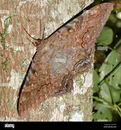 Black Witch (Ascalapha odorata Stock Photo - Alamy