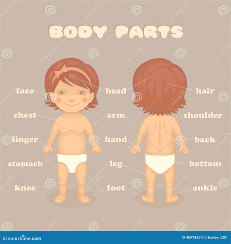 Baby girl body parts stock vector. Illustration of knee - 40978674