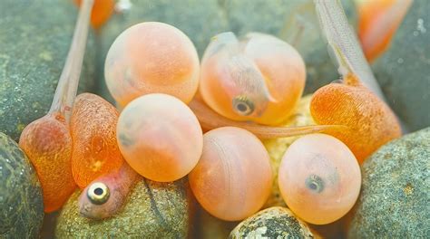 Orange Fish Eggs