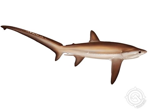 Learn About the Bigeye Thresher - Fishing