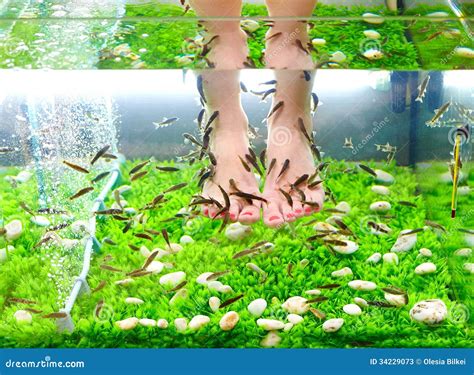 Pedicure Spa Treatment, Rufa Garra Fish Stock Image - Image of person ...