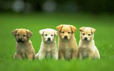 Cute Dog Wallpapers - Top Free Cute Dog Backgrounds - WallpaperAccess