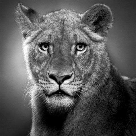 Black And White Pencil Drawings at PaintingValley.com | Explore ...
