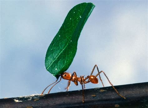 Free picture: worker, ant, carrying, leaf