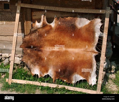 Handling Animal Hides at Patrick Ruppert blog
