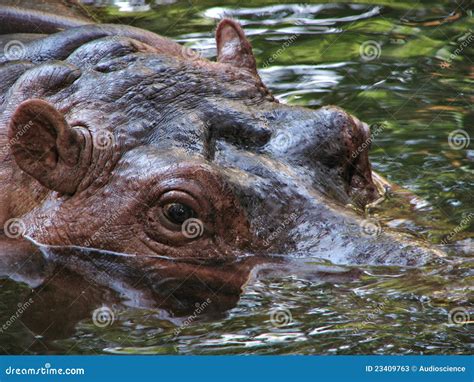 Captive Hippopotamus Yawning Or Roaring In A Spanish Zoo Stock Photo | CartoonDealer.com #577740