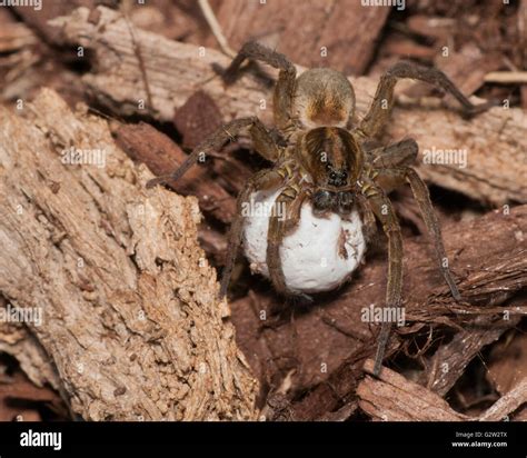 Sack Spider High Resolution Stock Photography and Images - Alamy