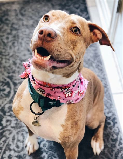 ADOPTED - Stunning Labrador Retriever (Lab) Terrier Mix Dog - Cleveland ...