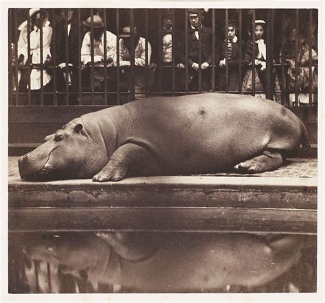 de Borbón, Juan - The Hippopotamus at the Zoological Gardens, Regent's Park - The Metropolitan ...