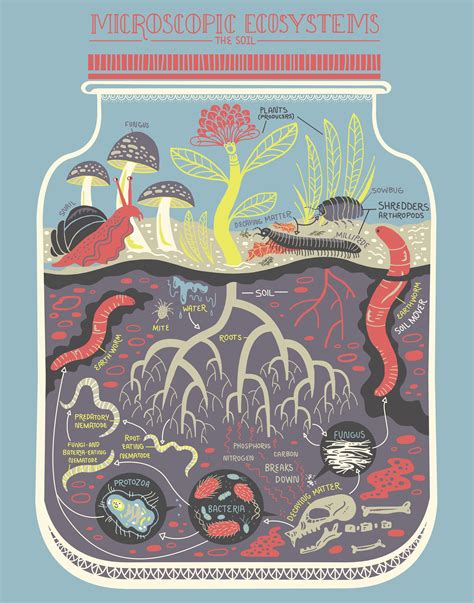 Micro Ecosystems: Soil Terrarium Art Print - Etsy New Zealand | Ecosystems, Art prints, Science art - ecosystem of new zealand