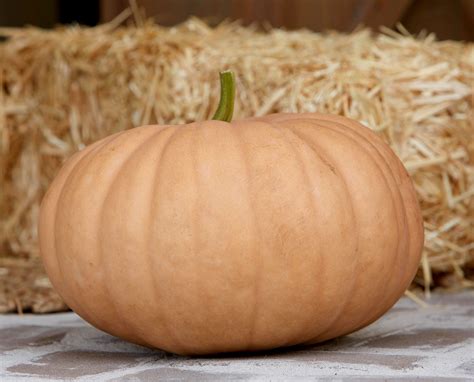 Pie Pumpkins Varieties