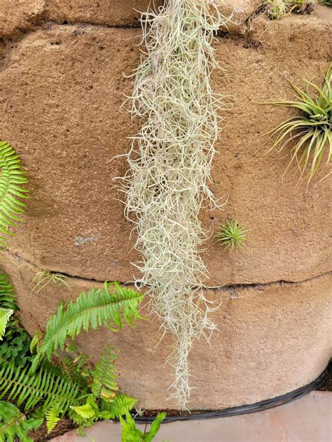 Tillandsia usneoides 'El Mejor' (Spanish moss) – Rainforest Flora