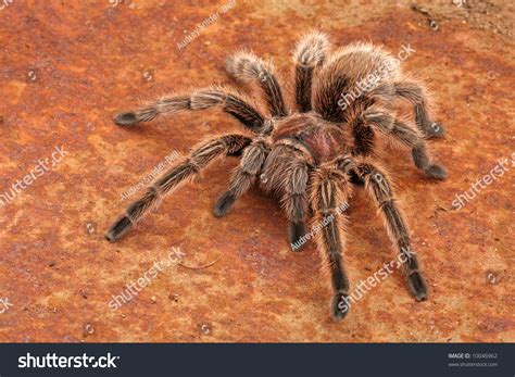 Chilean Rose Hair Tarantula Grammostola Rosea Stock Photo 10046962 ...