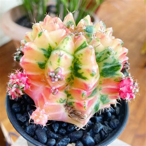 Moon Cactus: The Vibrant Mutant Cactus