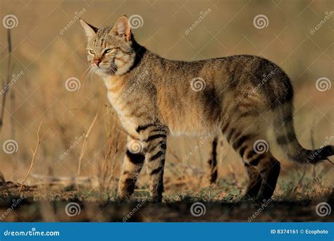 African wild cat stock image. Image of natural, safari - 8374161