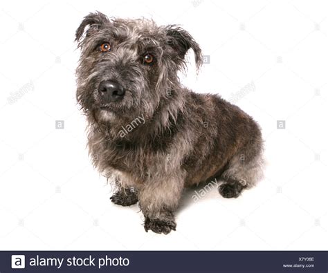 Irish Glen Imaal Terrier High Resolution Stock Photography and Images ...