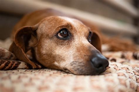 Why Is My Senior Dog Pacing and Restless at Night? - The Farmer’s Dog ...