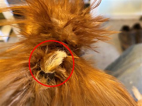 Feather Follicle Cysts in Chickens - Rafael Rooster Tries Life as a Unicorn — Randy's Chicken Blog