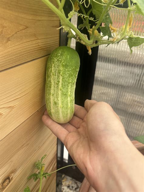 What is a Kirby Cucumber: Crisp, Refreshing, and Versatile Delight ...