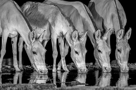 Indian.Big+Ass Photos, Download The BEST Free Indian.Big+Ass Stock Photos & HD Images