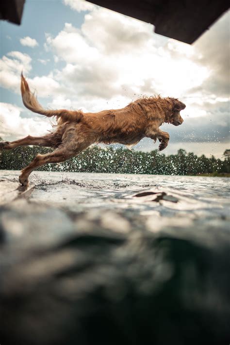 Why Does a Wet Dog Smell Bad—And What Can I Do About It? - Orvis News