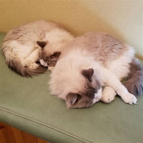 CALISTA ANIMAL HOSPITAL - Las Cruces NM - Hours, Directions, Reviews ...