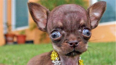 World's Smallest Dog Breed