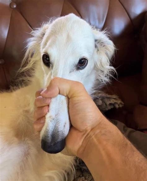 Pin by McKenna Tate on Long Nose Dogs | Silly dogs, Funny animals, Cute ...
