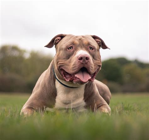 Owners urged to take action as XL bully dog deadline approaches ...