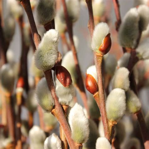 Giant Pussy Willow Branches Bulk