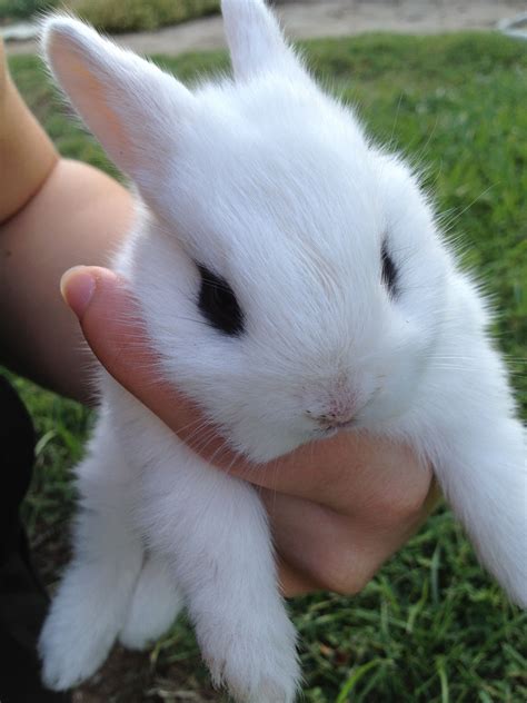 Are Bunnies Good Pets For Toddlers at Kevin Williams blog