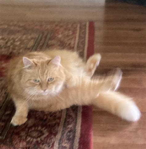 Is he......dancing? : r/OneOrangeBraincell