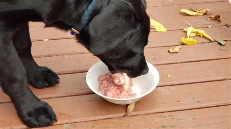 Can Dogs Eat Raw Chicken? Our Dog Does 2023- SEE OUR PUPPY!