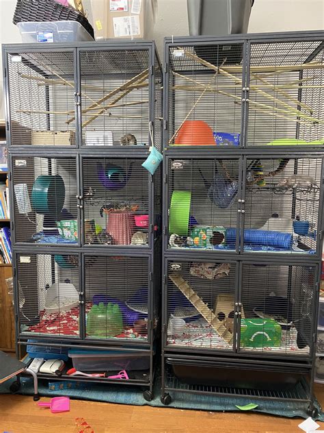 Tara Haelle on Twitter: "I play with my dogs too! And my rats!…