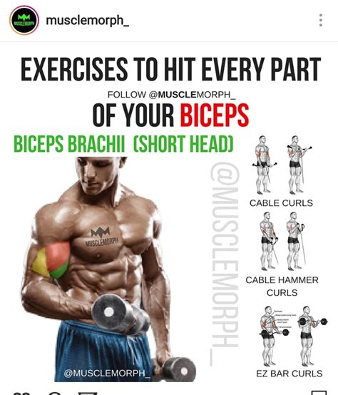 Biceps Brachi (Short Head) | Biceps, Biceps workout, Exercise