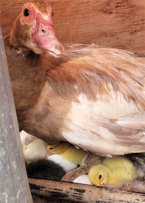 20 Questions About Ducks' Egg-Laying Answered