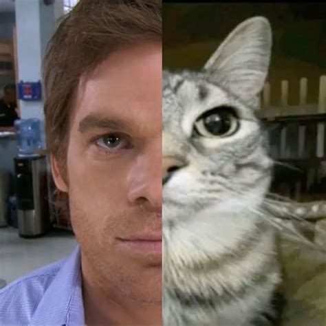 Dexter Morgan cat | Dexter morgan, Dexter funny, Dexter morgan funny