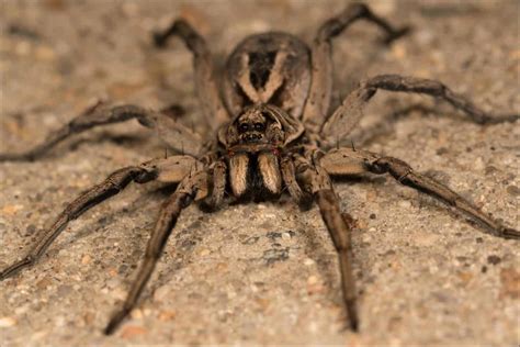 10 Spiders in Nevada - One is extremely Venomous! - A-Z Animals