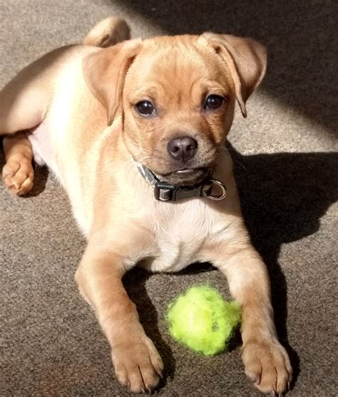 pug chihuahua mix puppies - Venessa Mcnabb