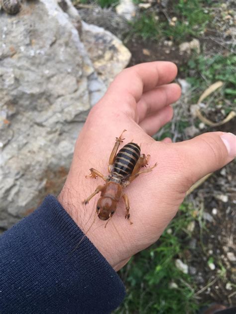 Jerusalem Cricket Bite: What to Expect and How to Treat It - historyallsports.com