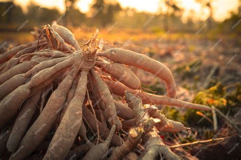 Premium Photo | Cassava roots Sustainable agriculture Cassava root in ...