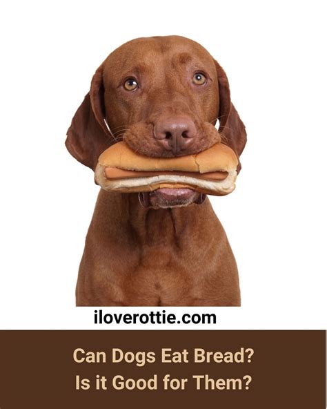 Can Dogs Eat Bread? Is it Good for Them? - I Love Rottie
