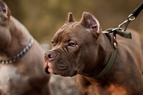 different types of Pitbull dogs: Which One is Right for You? - Pet Insight