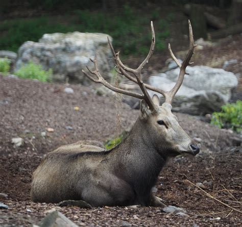 Male Père David's deer (Elaphurus davidianus), 2020-09-03 - ZooChat