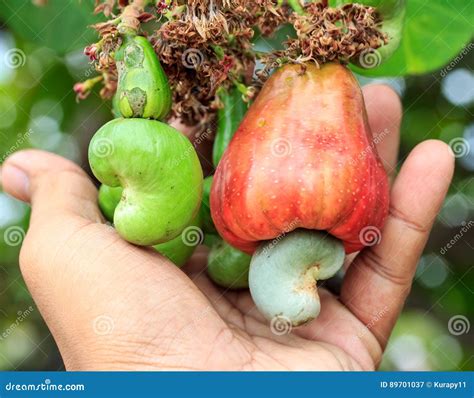 Hand Harvesting Cashew Fruit on Tree Stock Image - Image of nature ...
