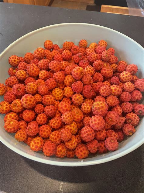 Kousa Berries Edible at Stanley Davila blog