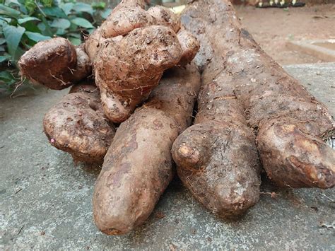 White Yams Nutrition at Joyce Sargent blog