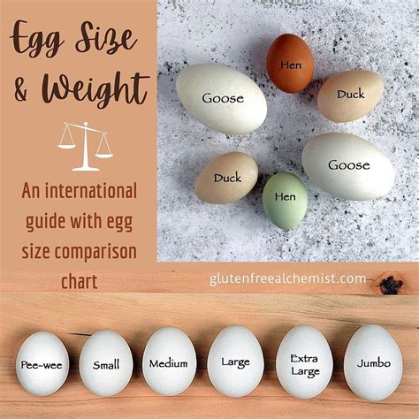 Chicken Egg Sizes And Colors